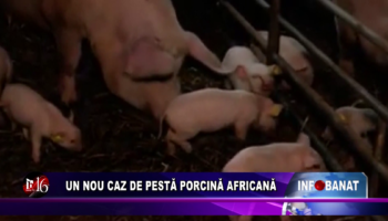 Un nou caz de pestă porcină africană