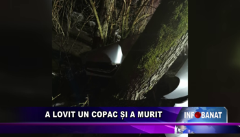 A lovit un copac și a murit