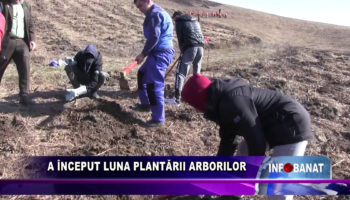 A început luna plantării arborilor