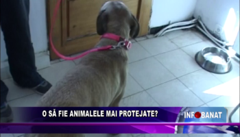 O să fie animalele mai protejate?