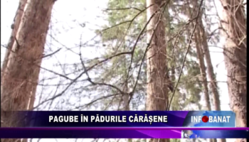 Pagube în pădurile cărășene