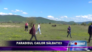 Paradisul cailor sălbatici