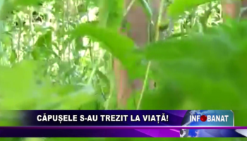 Căpușele s-au trezit la viață!