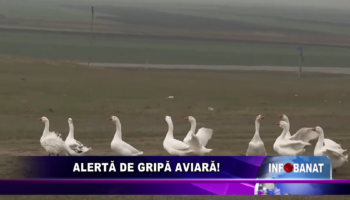 Alertă de gripă aviară!