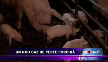 Un nou caz de pestă porcină