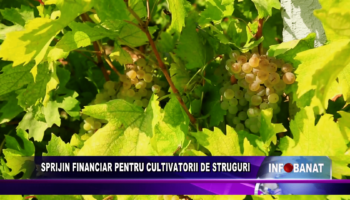 Sprijin financiar pentru cultivatorii de struguri