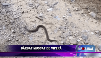 Bărbat mușcat de viperă