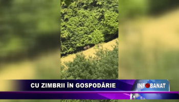 Cu zimbrii în gospodărie