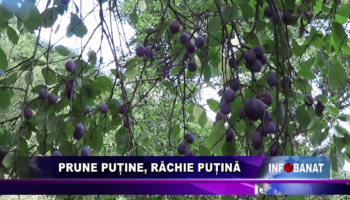 PRUNE PUȚINE, RĂCHIE PUȚINĂ