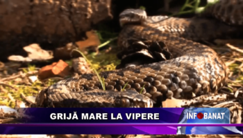 GRIJĂ MARE LA VIPERE