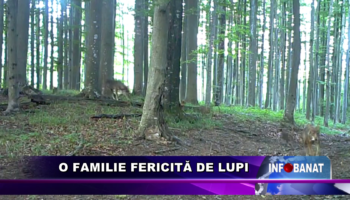 O FAMILIE FERICITĂ DE LUPI