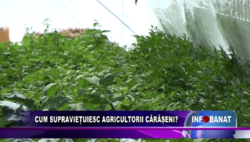 CUM SUPRAVIEȚUIESC AGRICULTORII CĂRĂȘENI?