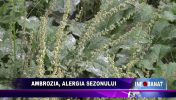 Ambrozia, alergia sezonului
