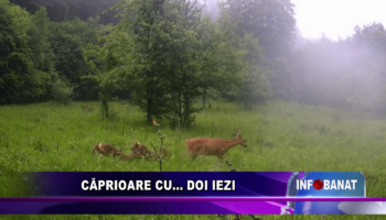 Căprioara cu…    doi iezi