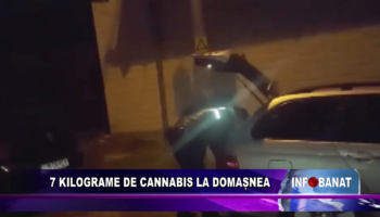 7 kilograme de cannabis la Domașnea