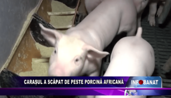 Carașul a scăpat de pesta porcină africană