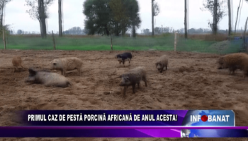 Primul caz de pestă porcină africană de anul acesta!