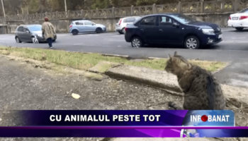 Cu animalul peste tot