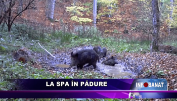 La spa în pădure