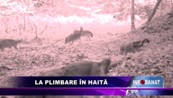 La plimbare în haită