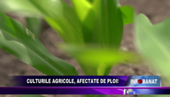 Culturile agricole, afectate de ploi!