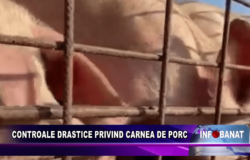 Controale drastice privind carnea de porc