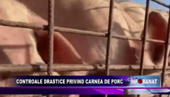 Controale drastice privind carnea de porc