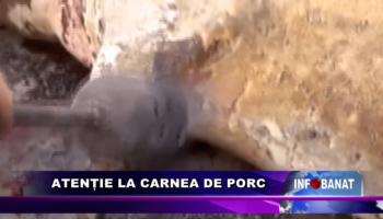 Atenție la carnea de porc