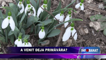 A venit deja primăvara?