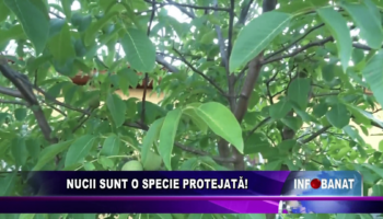 Nucii sunt o specie protejată!