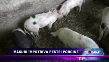 Măsuri împotriva pestei porcine