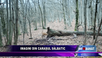 Imagini din Carașul sălbatic