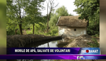 Morile de apă,  salvate de voluntari