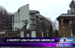 A început luna plantării arborilor