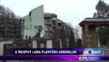 A început luna plantării arborilor