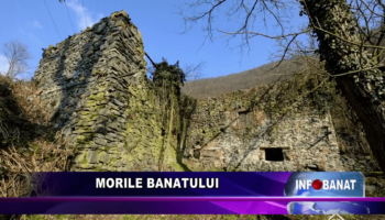 Morile Banatului