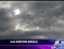 S-au reîntors berzele