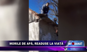 Morile de apă – readuse la viață