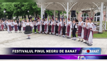 Festivalul Pinul Negru de Banat