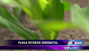 Ploile întârzie semănatul
