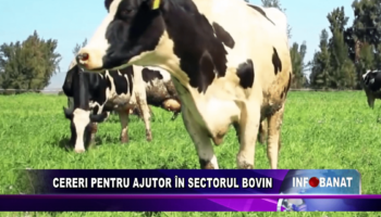 Cereri pentru ajutor în sectorul bovin