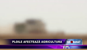 Ploile afectează agricultura