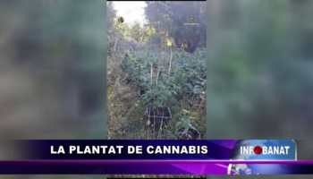 La plantat de cannabis