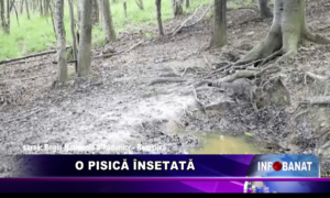 O pisică însetată