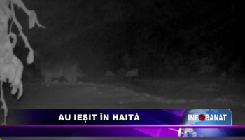 Au ieșit în haită