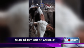 Și-au bătut joc de animale