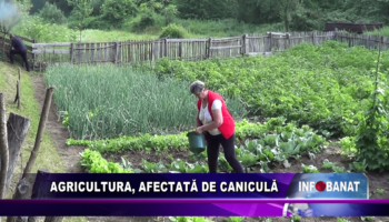 Agricultura, afectată de caniculă