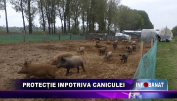 Protecție împotriva caniculei