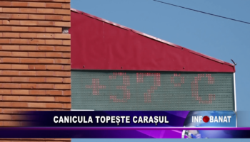 Canicula topește Carașul