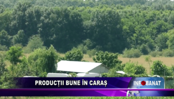 Producții bune în Caraș